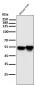 Anti-IRF3 Rabbit Monoclonal Antibody